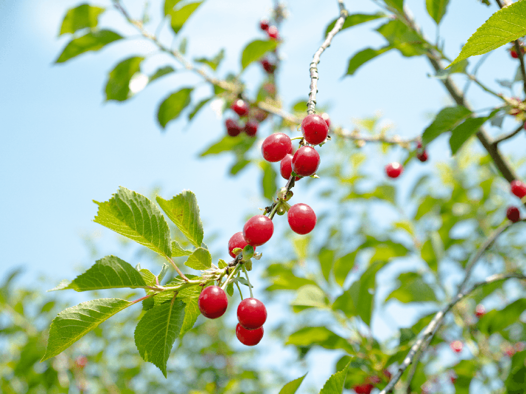 Frische Montmorency Sauerkischen